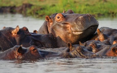 DAY 20 – Chobe National Park (Day 3)