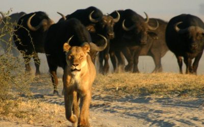 DAY 19 – Chobe National Park (Day 2)
