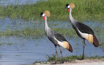 DAY 10 – Hwange National Park (Day 2)