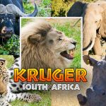 DAY 06 – Fly to Kruger National Park