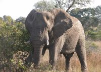 Africa Safari Posts…Days 5-9