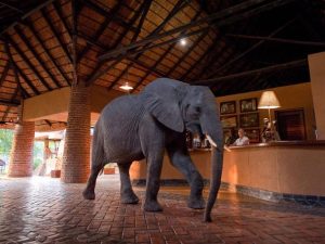 Africa Safari Posts…Days 10-14