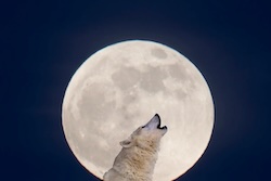 Did You Notice the Wolf Moon?