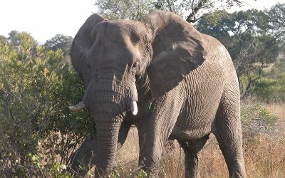 DAY 07 – Kruger (Day 2)